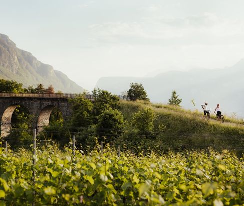 Ciclisti sulla ciclabile tra i vigneti con viadotto