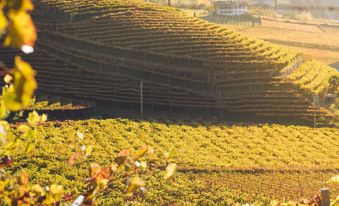 Weinberge im Herbst bei Meran