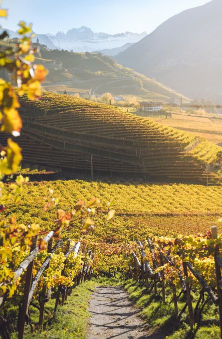 Vineyards in autumn near Merano