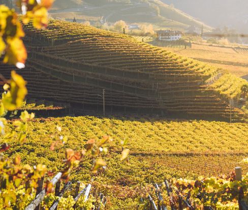 Vigneti in autunno vicino a Merano